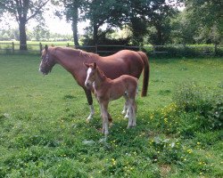 broodmare Rica (German Riding Pony, 2014, from Rex the Robber)