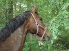 dressage horse Fidux 66 (Westphalian, 1999, from Florestan I)