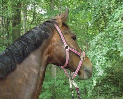 dressage horse Fidux 66 (Westphalian, 1999, from Florestan I)