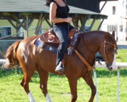 horse Fernblick II (Austrian Warmblood, 2004, from Fernblick)