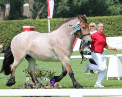 broodmare Nora (Rhenish-German Cold-Blood, 2011, from Nobel B)