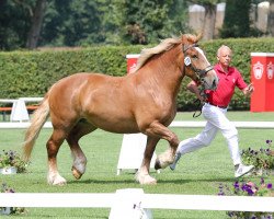 Pferd Nanja (Rheinisch-Deutsches Kaltblut, 2010, von Nestor van Gaasbeek)