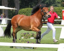 broodmare Nena (Rhenish-German Cold-Blood, 2011, from Nerius)