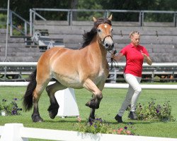 broodmare Elly (Rhenish-German Cold-Blood, 2011, from Ed Oskar)