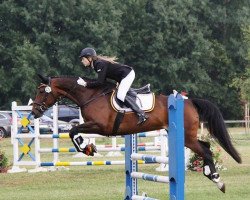 jumper Forever Sun (German Sport Horse, 2004, from Frühlingsbote)