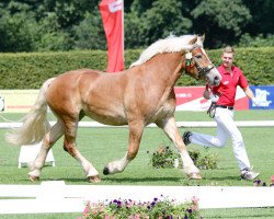 broodmare Clarisa (Rhenish-German Cold-Blood, 2011, from Cato)