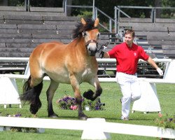 broodmare Anika (Rhenish-German Cold-Blood, 2011, from Aaron)