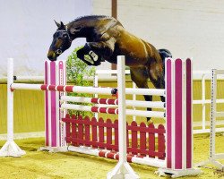 jumper Lamborghini 98 (German Sport Horse, 2010, from Lord Pezi)