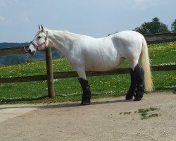 Pferd Gisela (Lipizzaner, 1999)