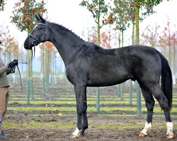 dressage horse Diabolo Nymphenburg (Hanoverian, 2008, from Don Crusador)