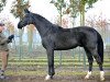 dressage horse Diabolo Nymphenburg (Hanoverian, 2008, from Don Crusador)