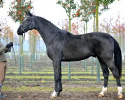 dressage horse Diabolo Nymphenburg (Hanoverian, 2008, from Don Crusador)