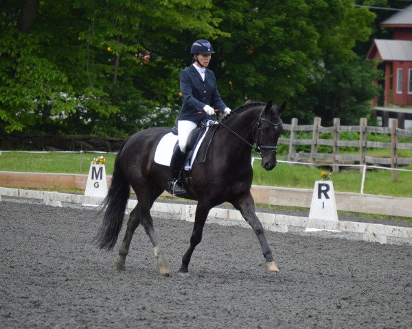 dressage horse Fashion 50 (Oldenburg, 2008, from For Compliment)