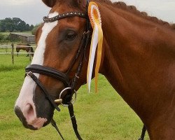 dressage horse Don Tertio (Westphalian, 2007, from Don Kennedy)