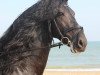 dressage horse Erik K (Friese, 2009, from Olrik)