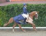 dressage horse Bonito 402 (German Riding Pony, 2001)