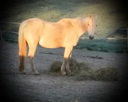 Zuchtstute Pepita (Irish Sport Horse,  , von Prospect Pride)