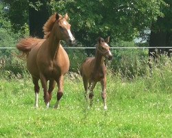 broodmare Poesie (Rhinelander, 1996, from Phoenix)