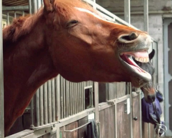 horse Mikados ''Emotion (Hanoverian, 2006)
