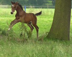 Springpferd Baron zu Bentheim (Westfale, 2014, von Balous Crack)