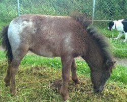 Zuchtstute Black Rose vom Wertachtal (Dt.Part-bred Shetland Pony, 2014, von Fabian)