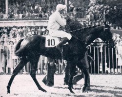 stallion Prince d'Ouilly xx (Thoroughbred, 1948, from Gundomar xx)