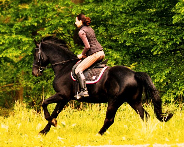 Pferd Kikos (Polnisches Warmblut, 2006, von Grikos)