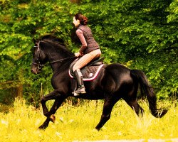 Pferd Kikos (Polnisches Warmblut, 2006, von Grikos)