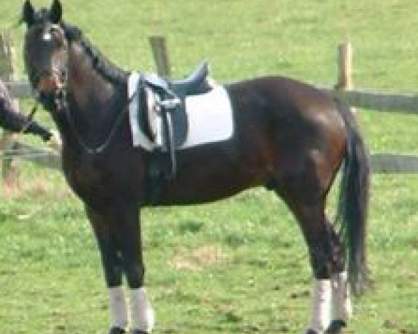 horse Florestano 9 (Hanoverian, 2005, from Florencio I)