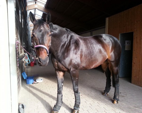 dressage horse Lennox (Hanoverian, 2004)