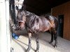 dressage horse Lennox (Hanoverian, 2004)