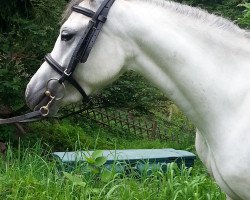 Zuchtstute Lohhof's Cinderella (Welsh Mountain Pony (Sek.A), 2010, von Vanda's Cassanova)