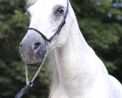 Pferd Smoky (Deutsches Reitpony, 1990, von Onyx n. gek)