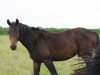 dressage horse Fernando (Oldenburg, 2009, from Fidertanz)