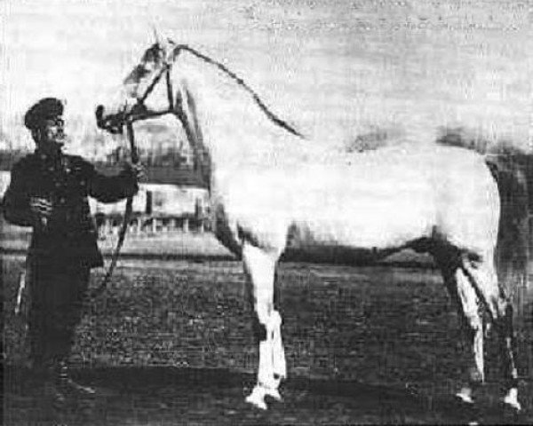 stallion Benderets 1839 (Tersk, 1839)