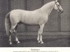 stallion Buharets 1888 (Tersk, 1888, from Bakhus 1875)