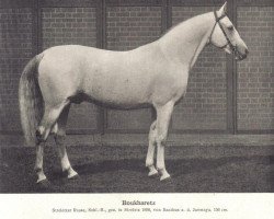 stallion Buharets 1888 (Tersk, 1888, from Bakhus 1875)