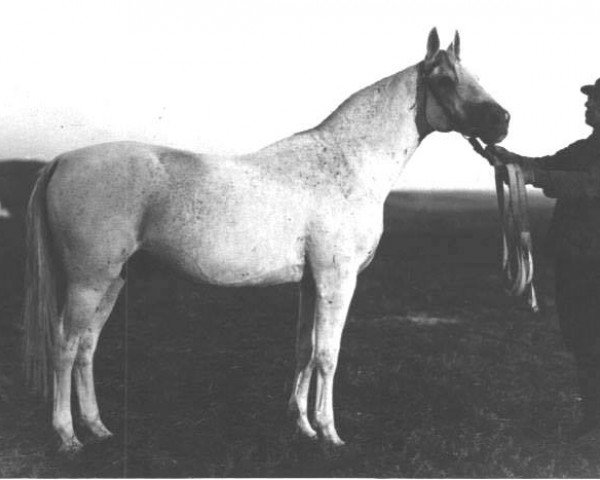 stallion Tsenitel 1910 (Tersk, 1910, from Tsenny)