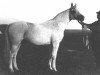 stallion Tsenitel 1910 (Tersk, 1910, from Tsenny)