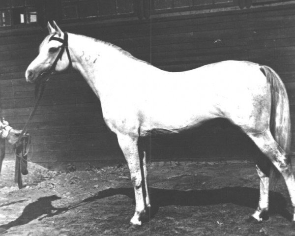 stallion Tsilvan (Tersk, 1932, from Tsylindr 1911)