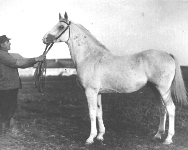 stallion Tsylindr II 1932 (Tersk,  , from Tsylindr 1911)