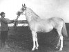 stallion Tsylindr II 1932 (Tersk,  , from Tsylindr 1911)