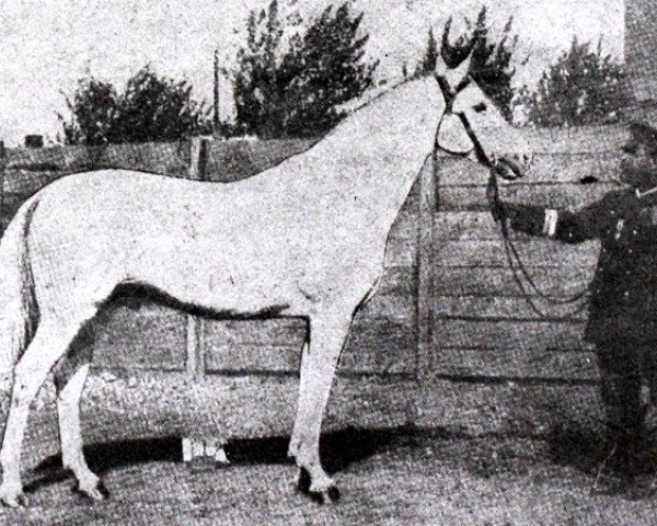 stallion Tsenny (Tersk, 1899, from Tsyten 1890)