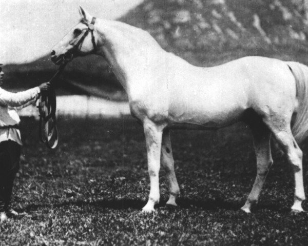stallion Tsylindr 1911 (Tersk, 1911, from Tsenny)