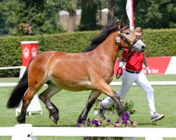 broodmare Estrella (Rhenish-German Cold-Blood, 2011, from Ed Oskar)