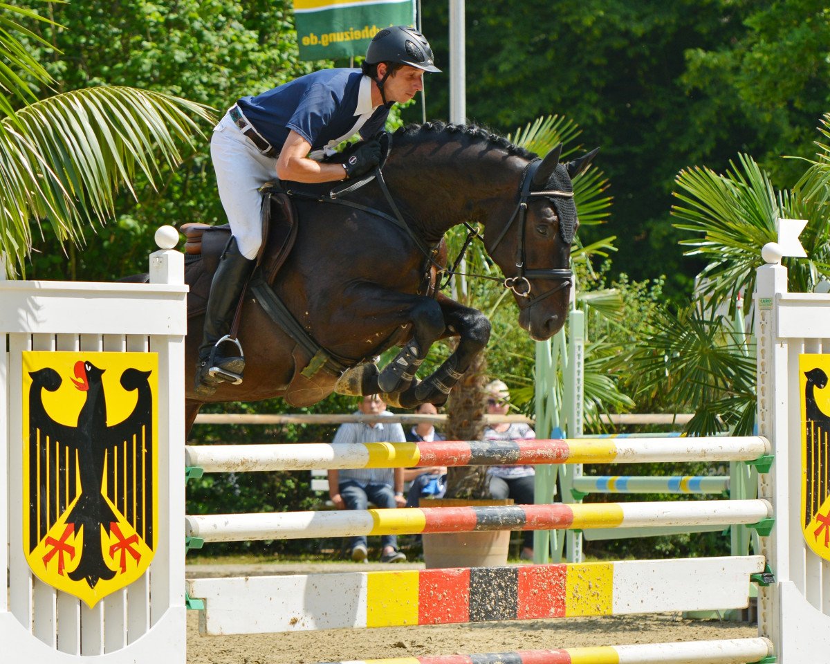 Springpferd Cordido Burme (Hannoveraner, 2009, von Cornado NRW)