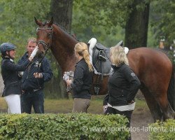 dressage horse Ban ki Moon (Trakehner, 2011, from Imperio 3)