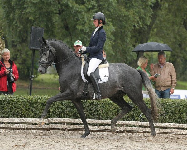 stallion Hopkins (Trakehner, 2011, from Hofrat)