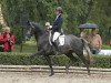 stallion Hopkins (Trakehner, 2011, from Hofrat)