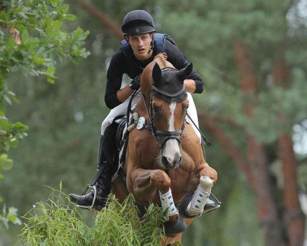 jumper Goldregen (Trakehner, 2009, from Dramatiker)